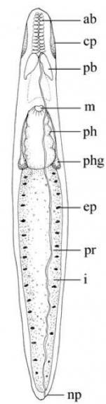 Fig 1 C