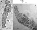 Platyhelminthes (flatworms)