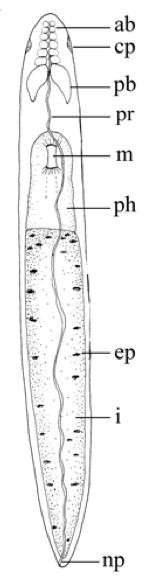 Fig 1 F-H