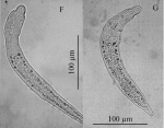 Fig 1 F,H