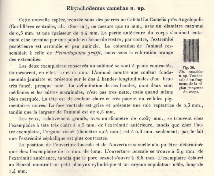 Rhynchodemus cameliae