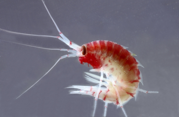 Eusirus propeperdentatus Eusirus propeperdentatus