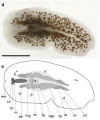 Platyhelminthes (flatworms)