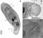 Macrostomum platensis