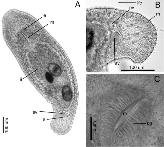 Macrostomum platensis