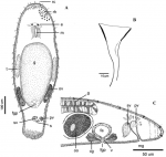 Macrostomum platensis