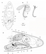 Limipolycystis sicilicula