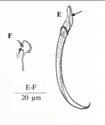 Limipolycystis falx