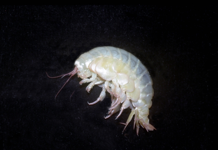 Eurythenes gryllus Eurythenes gryllus