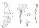 Limipolycystis friedae