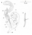 Limipolycystis libra