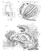 Pseudodalyellia alabamensis