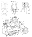 Platyhelminthes (flatworms)