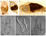 Gieysztoria garudae