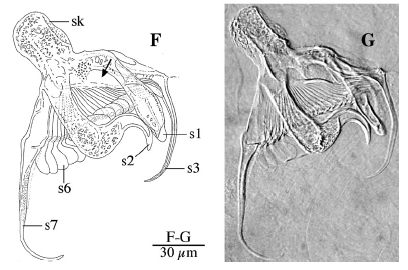 Gieysztoria zuluensis