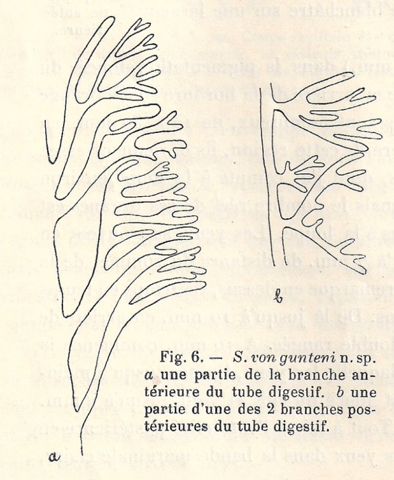 Geoplana (Geoplana) vongunteni