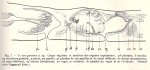 Geoplana (Geoplana) vongunteni