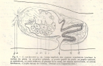 Geoplana (Geoplana) vongunteni