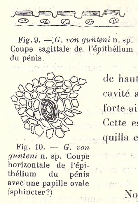 Geoplana (Geoplana) vongunteni