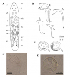 Trigonostomum vanmecheleni