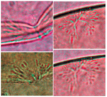 Morimiurella nakanoi