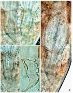 Morimiurella nakanoi