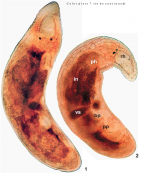 Morimiurella nakanoi