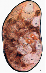 Morimiurella nakanoi