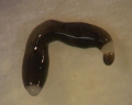 Platyhelminthes (flatworms)