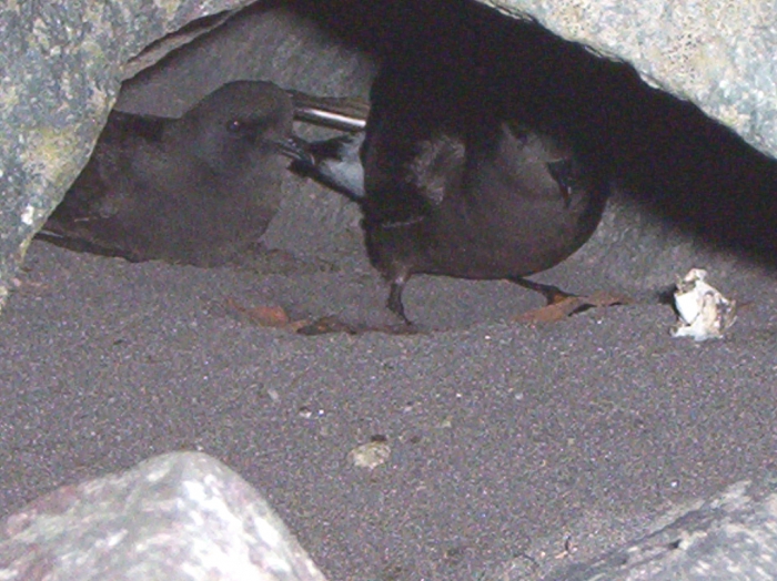 Pair of Wilson's Storm Petrel at nest