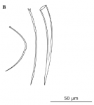 Brachyrhynchus acutus