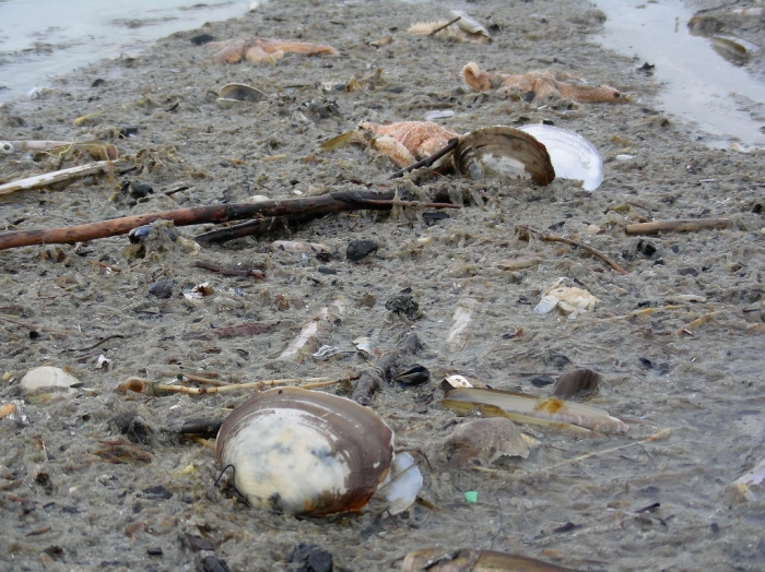 gewone otterschelpen