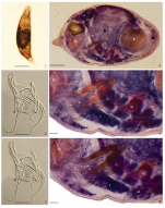 Gieysztoria wuyishanensis