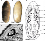 Allogenus sluysi