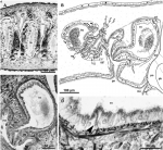 Allogenus sluysi