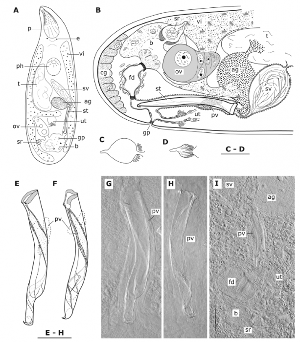 Brunetorhynchus deconincki