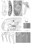 Brunetorhynchus microstylis