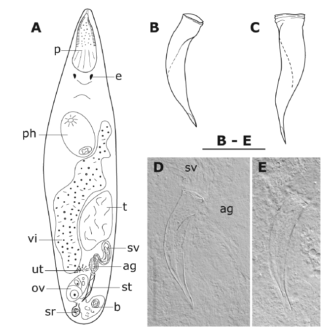 Brunetorhynchus cannoni