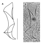 Brunetorhynchus dubius