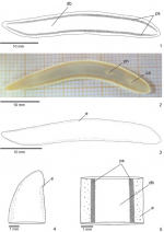 Cratera steffeni