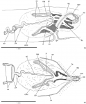 Cratera steffeni