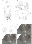 Acrochordonoposthia vandeputae