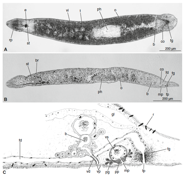 P. occidentalis