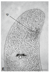 P. occidentalis