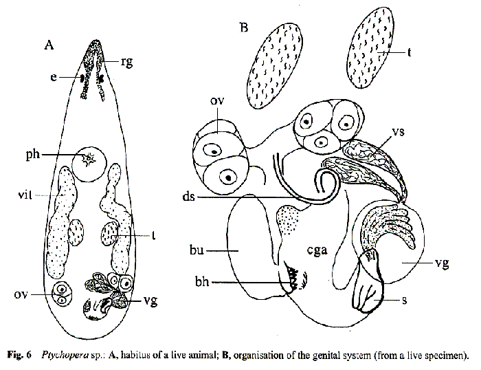 Ptychopera sp.