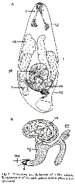 Pratoplana sp.