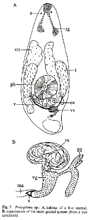 Pratoplana sp.