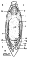 Platyhelminthes (flatworms)