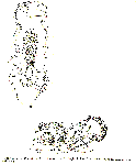 GIF file