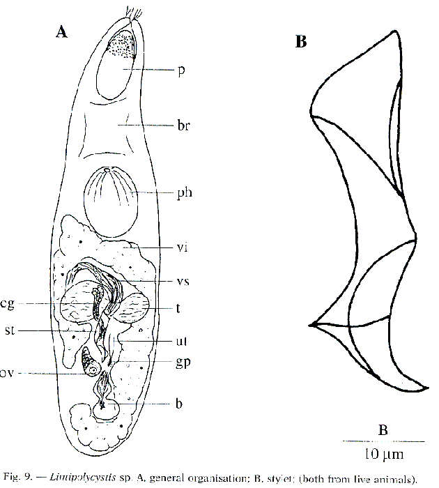 Limipolycystis